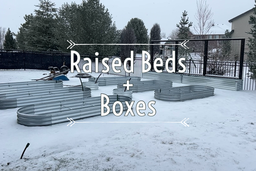 Setting the raised beds & rocks